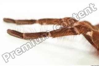 Theraphosa blondi 0025